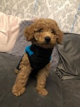 fabulous toy poodle For Sale, Text (270) 560-7621