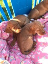 Hungarian Vizsla Puppies * For Sale, Text (270) 560-7621