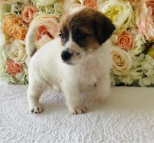 Jack Russell Puppies For Sale, Text (270) 560-7621