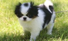 Japanese Chin Puppies For Sale, Text (270) 560-7621
