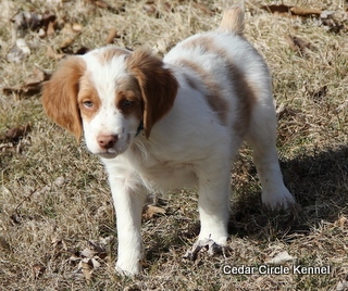Brittany Spaniel Puppies For Sale, Text (270) 560-7621 Image eClassifieds4u