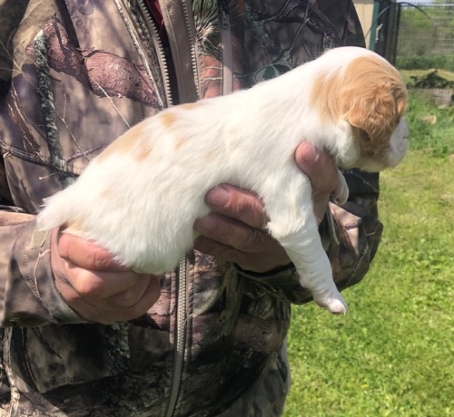 Brittany Spaniel Puppies For Sale, Text (270) 560-7621 Image eClassifieds4u