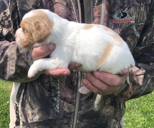 Brittany Spaniel Puppies For Sale, Text (270) 560-7621 Image eClassifieds4u