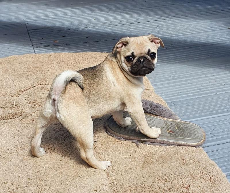 Delightful Pug Puppies For Sale, Text (270) 560-7621 Image eClassifieds4u