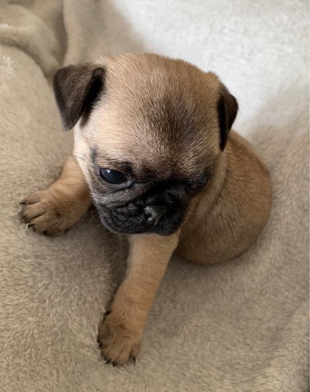 Delightful Pug Puppies For Sale, Text (270) 560-7621 Image eClassifieds4u
