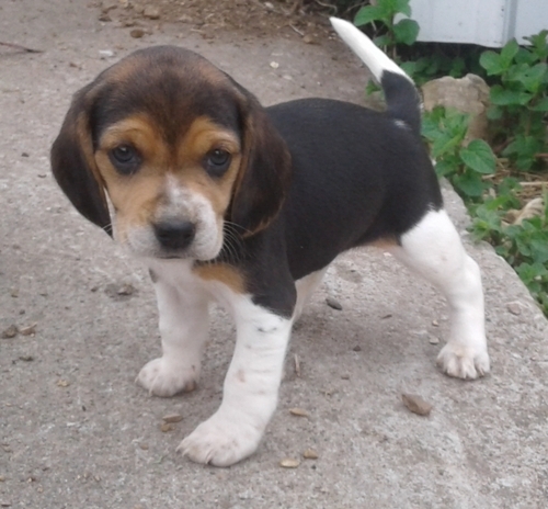 Devoted Beagle Puppies For Sale, Text (270) 560-7621 Image eClassifieds4u