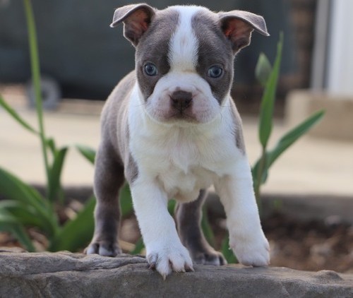 Enhanced Boston Terrier For Sale, Text (270) 560-7621 Image eClassifieds4u