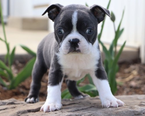 Enhanced Boston Terrier For Sale, Text (270) 560-7621 Image eClassifieds4u