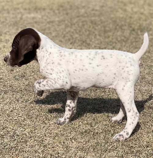 exemplary German Shorthaired Pointer Puppies For Sale, (270) 560-7621 Image eClassifieds4u