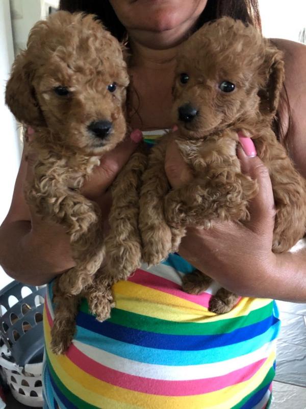 fabulous toy poodle For Sale, Text (270) 560-7621 Image eClassifieds4u