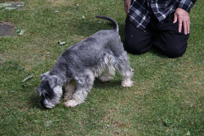 Fascinating Miniature Schnauzer Puppies For Sale, Text (270) 560-7621 Image eClassifieds4u