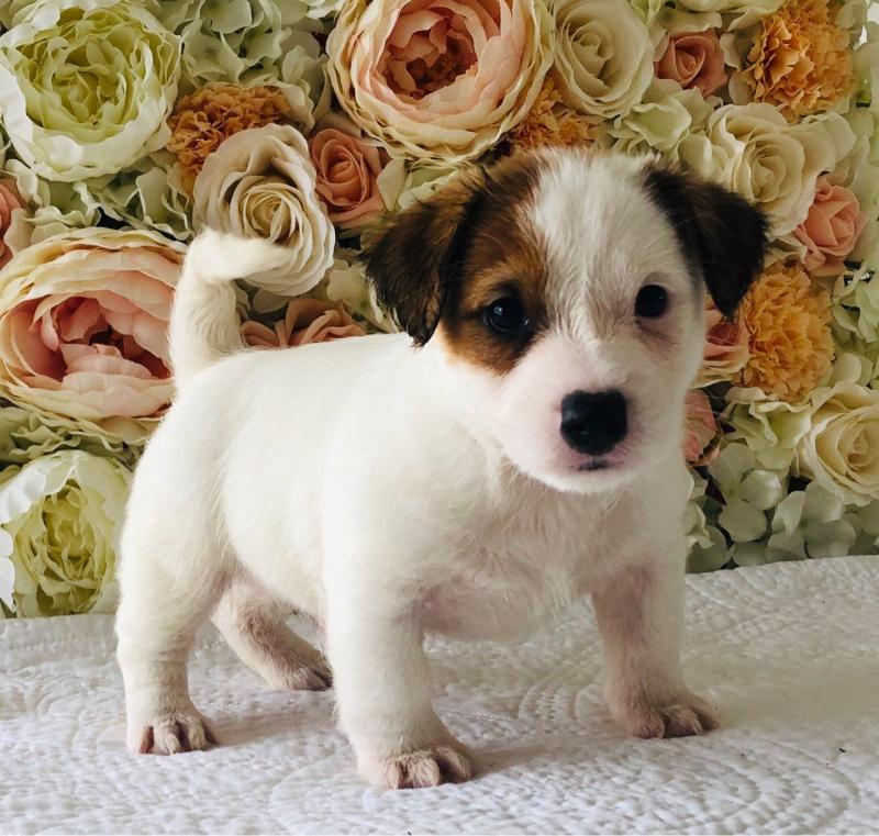 Jack Russell Puppies For Sale, Text (270) 560-7621 Image eClassifieds4u