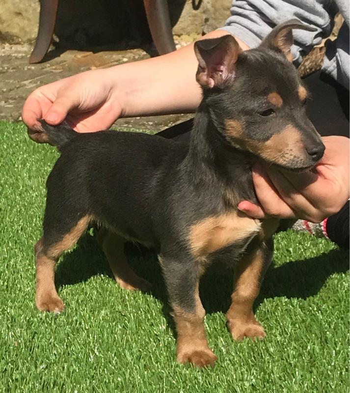 Jack Russell Puppies For Sale, Text (270) 560-7621 Image eClassifieds4u