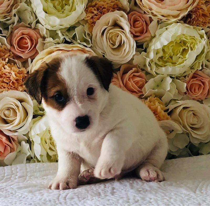 Jack Russell Puppies For Sale, Text (270) 560-7621 Image eClassifieds4u