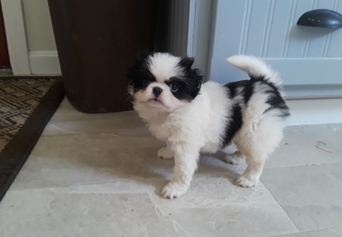 Japanese Chin Puppies For Sale, Text (270) 560-7621 Image eClassifieds4u