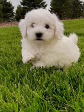 Bichon Frise, Pups* For Sale, Text (270) 560-7621 Image eClassifieds4u 2