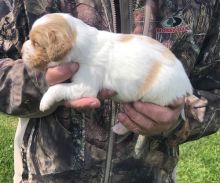 Brittany Spaniel Puppies For Sale, Text (270) 560-7621 Image eClassifieds4u 3