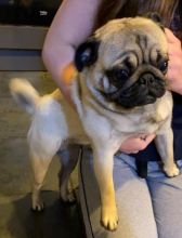 Delightful Pug Puppies For Sale, Text (270) 560-7621 Image eClassifieds4u 1