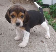 Devoted Beagle Puppies For Sale, Text (270) 560-7621 Image eClassifieds4u 1