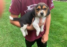 Devoted Beagle Puppies For Sale, Text (270) 560-7621 Image eClassifieds4u 2