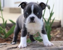 Engaging Boston Terrier Puppies For Sale, Text (270) 560-7621 Image eClassifieds4u 2