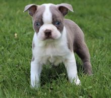 Enhanced Boston Terrier For Sale, Text (270) 560-7621 Image eClassifieds4u 3