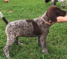 exemplary German Shorthaired Pointer Puppies For Sale, (270) 560-7621 Image eClassifieds4u 3