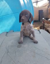exemplary German Shorthaired Pointer Puppies For Sale, (270) 560-7621 Image eClassifieds4u 2