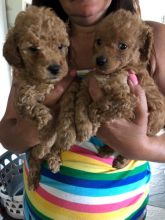 fabulous toy poodle For Sale, Text (270) 560-7621 Image eClassifieds4u 2