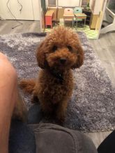 fabulous toy poodle For Sale, Text (270) 560-7621 Image eClassifieds4u 3