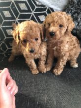 fabulous toy poodle For Sale, Text (270) 560-7621 Image eClassifieds4u 4