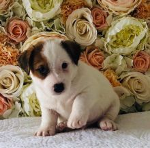 Jack Russell Puppies For Sale, Text (270) 560-7621 Image eClassifieds4u 4