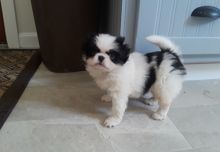 Japanese Chin Puppies For Sale, Text (270) 560-7621 Image eClassifieds4u 2
