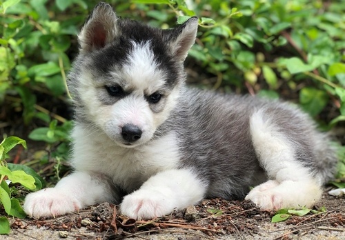 Siberian Husky Puppies For Sale, Text +1(270) 560-7621 Image eClassifieds4u