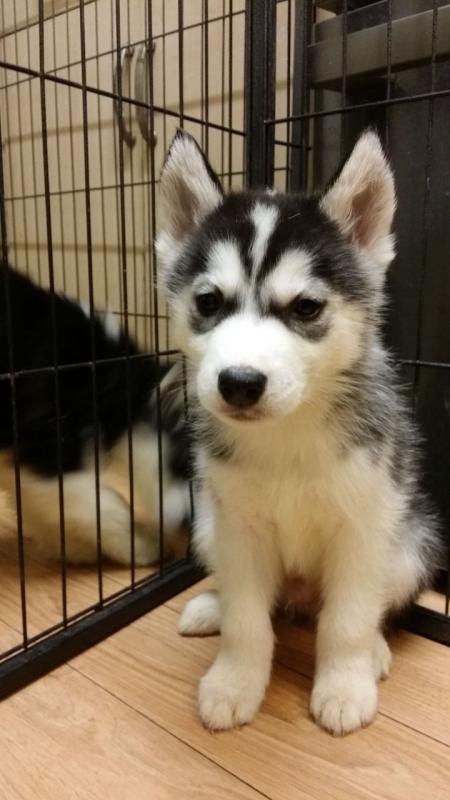 Siberian Husky Puppies For Sale, Text +1(270) 560-7621 Image eClassifieds4u