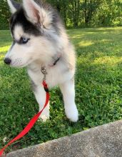Siberian Husky Puppies For Sale, Text +1(270) 560-7621