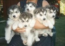 Alaskan Malamutes Puppies
