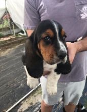 Basset Hound Puppy On Sale