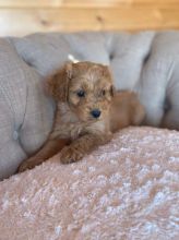 Beautiful apoo Puppies