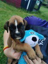 Beautiful Kc Registered Boxer Puppies