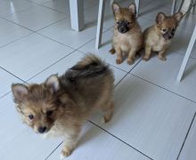 Beautiful Pomchi Puppies On Sale