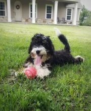 Bernedoodle Puppies For Sale, Text (270) 560-7621