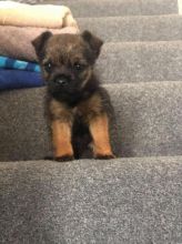 Border Terrier Pup