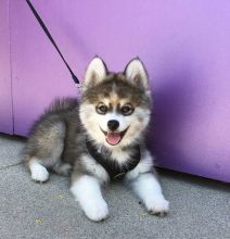 C.K.C MALE AND FEMALE POMSKY PUPPIES AVAILABLE