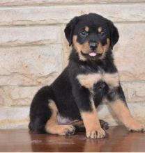 C.K.C MALE AND FEMALE ROTTWEILER PUPPIES AVAILABLE