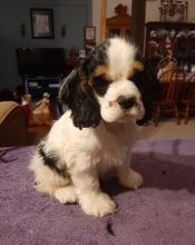 Loving er Spaniel Puppies For Sale, Text (270) 560-7621