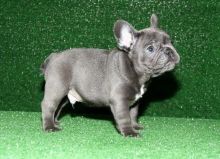 Fantastic Blue French Bulldog Puppies