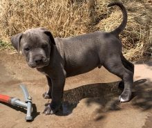 First-class Pit Bull TerrierPuppies For Sale, Text (270) 560-7621