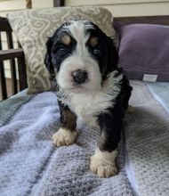 Glowing BernedoodlePuppies For Sale, Text (270) 560-7621