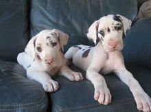 Harlequin Great Dane Puppies For Re homing